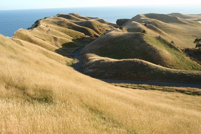 Private tour to Cape Kidnappers Gannet Colony - The price: good value for four, costly for one