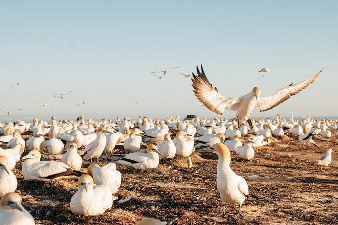 Private tour to Cape Kidnappers Gannet Colony - Who will enjoy this trip most