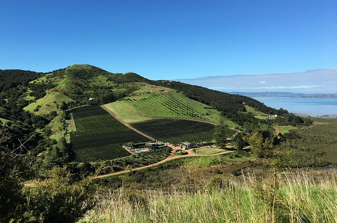 Private Vineyard Bush Walk Tour in Waiheke Island - Beaches, Bush Tracks, and Rolling Hills