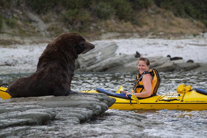 Private Wildlife Kayaking Tour - Kaikoura - The chance of dolphins and blue penguins