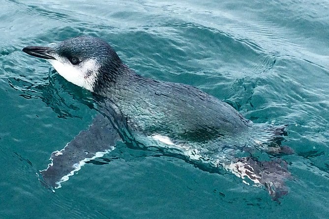 Private Wildlife Kayaking Tour - Kaikoura - Who will enjoy this most?