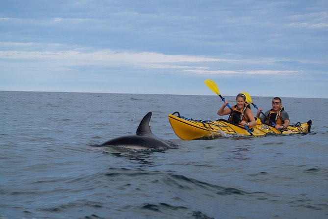 Private Wildlife Kayaking Tour - Kaikoura - Timing, weather, and cancellation terms