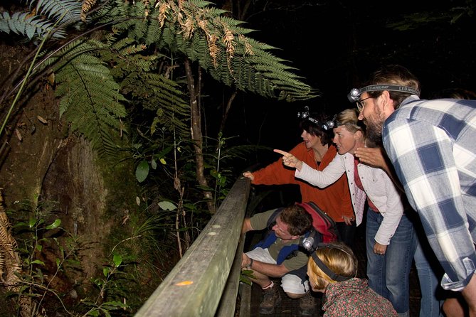 Puketi Rainforest Guided Walks .This is not a Shore Excursion product . - Key points to know before you book
