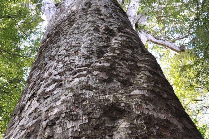 Puketi Rainforest Guided Walks .This is not a Shore Excursion product . - The full-day route and lunch stop