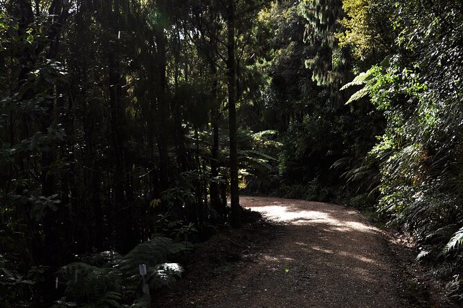 Puketi Rainforest Guided Walks .This is not a Shore Excursion product . - Choosing the nighttime forest walk