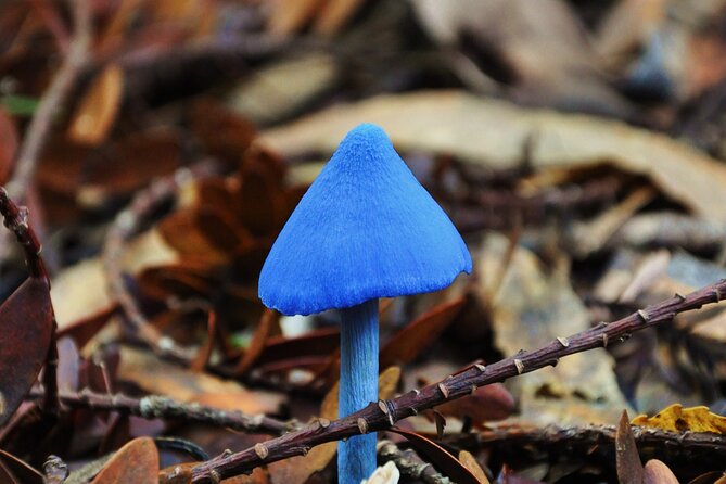 Puketi Rainforest Guided Walks .This is not a Shore Excursion product . - Group size, fitness, and what to pack