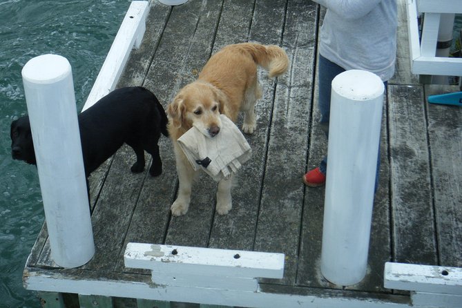 Queen Charlotte Sound Mail Boat Cruise - Ship Cove and the question of shore time