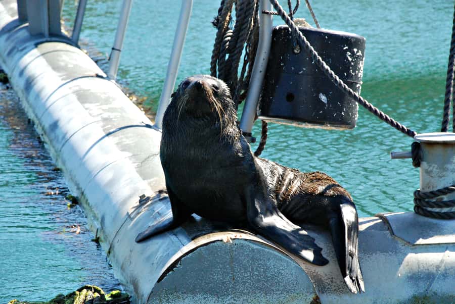 Queen Charlotte Sound Mail Boat Cruise from Picton - Why this mail boat cruise feels different