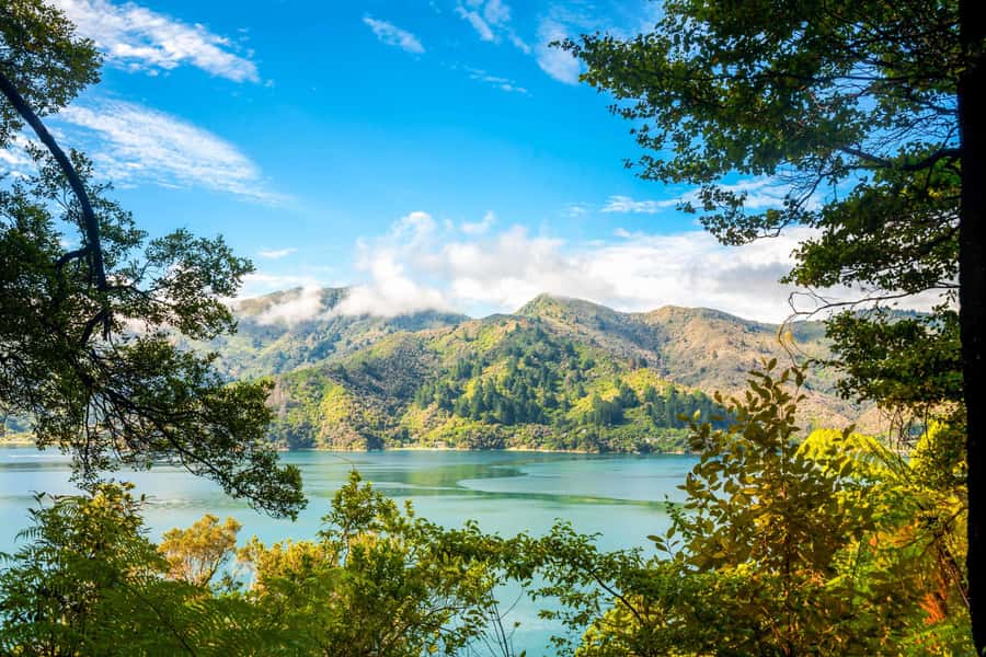 Queen Charlotte Track: Cruise & Self-Guided Hike from Picton - Why the Picton departure works so well