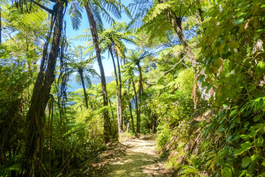 Queen Charlotte Track: Cruise & Self-Guided Hike from Picton - Is $66 good value?