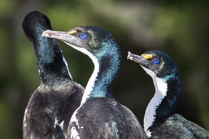 Queen Charlotte Track - Ultimate one Day Walk and Cruise - What the $228.37 price really covers