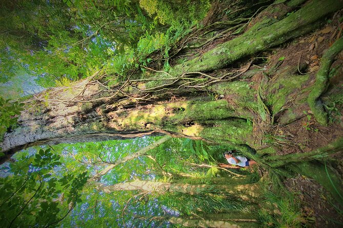 Queen Charlotte Track - Ultimate one Day Walk and Cruise - Leaving Picton at 8 in the morning