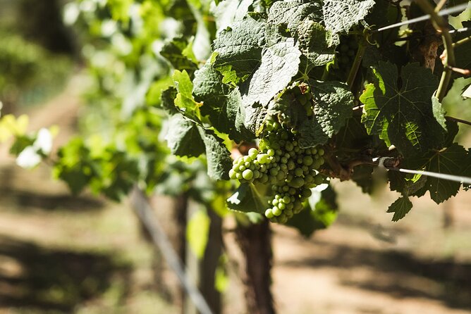 Queenstown: Afternoon Wine & Beer Tour with Platters - What the $158.25 price really covers