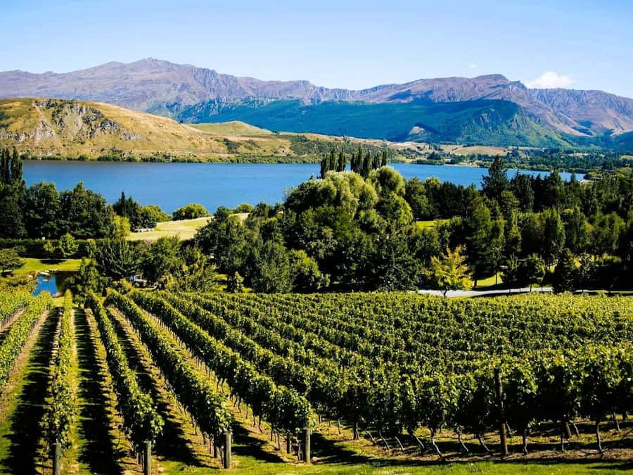 Queenstown, Arrowtown, Gibbston: Flexible Wine Hopper Tours - What the $59 price really buys