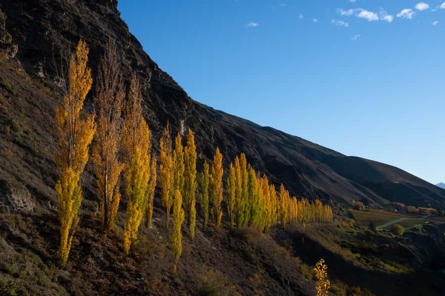 Queenstown: Craft Beer Brewery Tour with Lunch - What makes the $110 price worthwhile