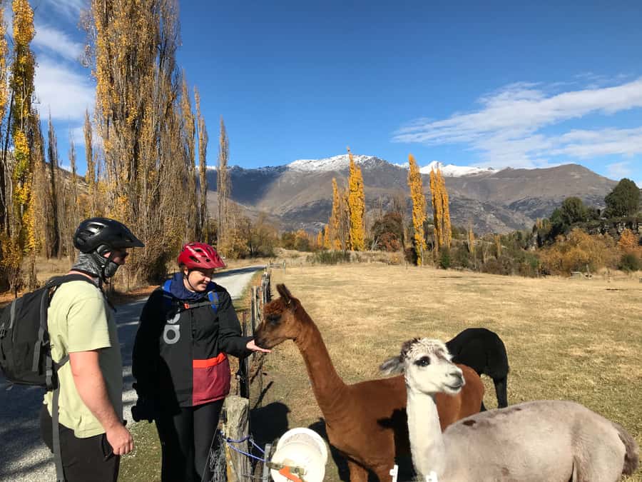 Queenstown: Guided E-Bike Tour with Winery Visits & Tastings - Why this six-hour outing works so well