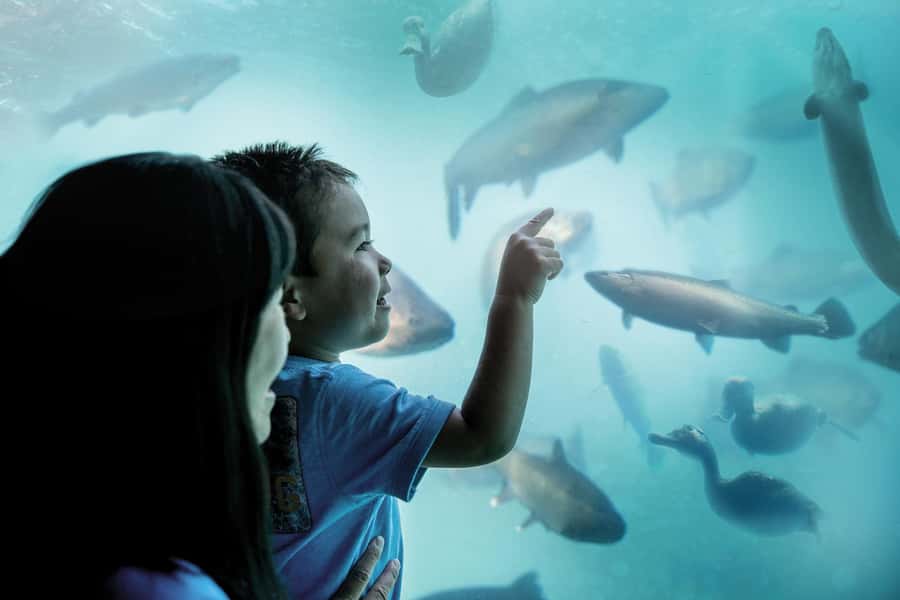 Queenstown: Hidden Underwater Theatre Experience - Looking through the underwater windows