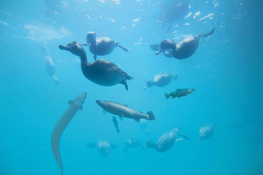 Queenstown: Hidden Underwater Theatre Experience - Who will enjoy it most