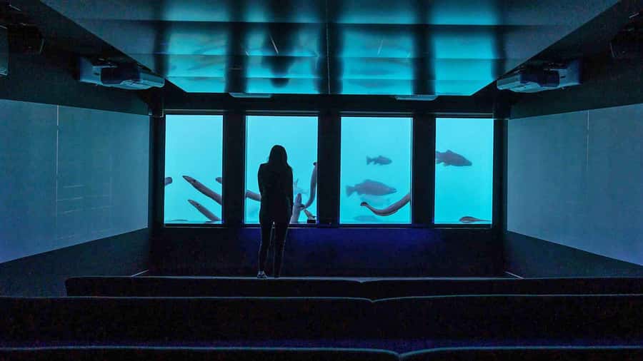 Queenstown: Hidden Underwater Theatre Experience - Should you book Time Tripper?