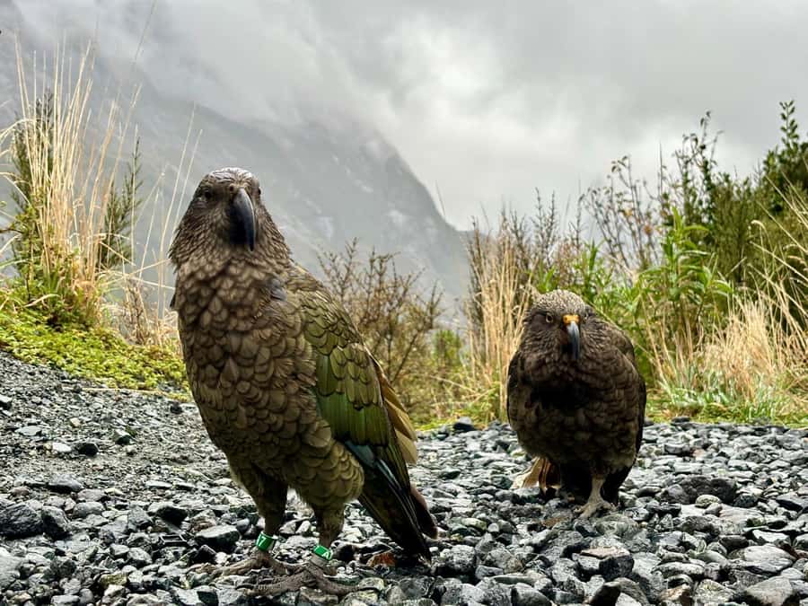 Queenstown: Milford Sound Small-Group Tour w Cruise & Lunch - Mirror Lakes reward a short walk