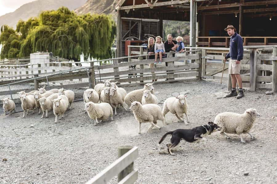 Queenstown: Queenstown Lake Cruise and Walter Peak Farm Tour - The details worth knowing first