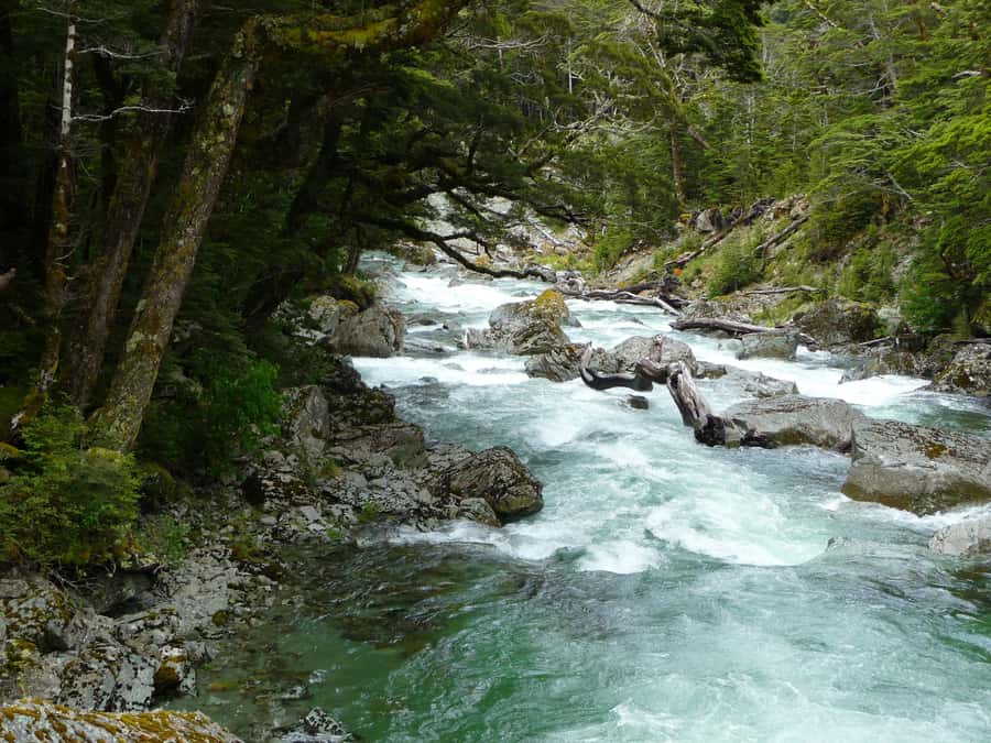 Queenstown: Routeburn Track Guided Full-Day Walk or Half Day - Key points to know before booking