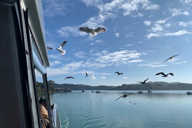 Raglan: Scenic Nature Boat Cruise - Reading the coast’s volcanic past