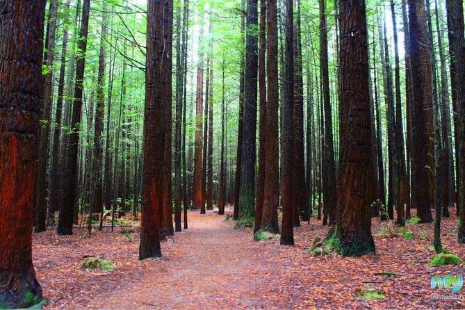 Redwood Forest , Blue Springs & Huka Falls Day Tour from Auckland - Huka Falls: fast water and a short walk