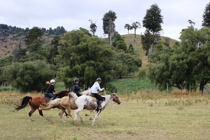 River Valley Stables - Burn The Breeze, Half Day Horse Ride For Riders - Across the Rangitikei hill country
