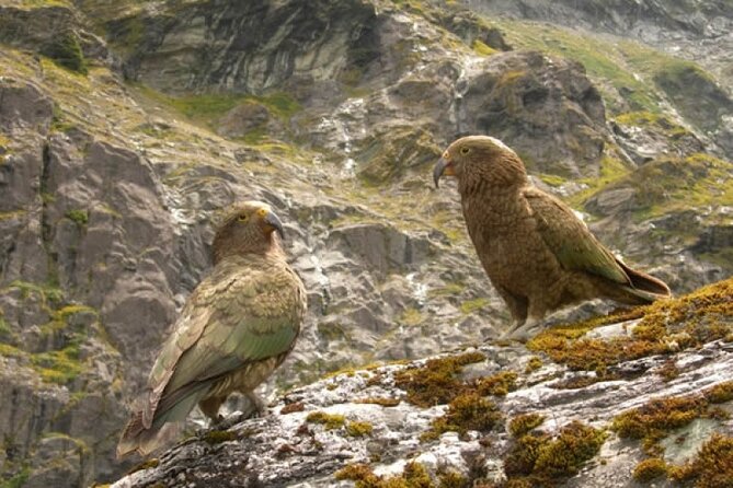 Rob Roy Glacier Guided Walk - Two hours through New Zealand beech rainforest
