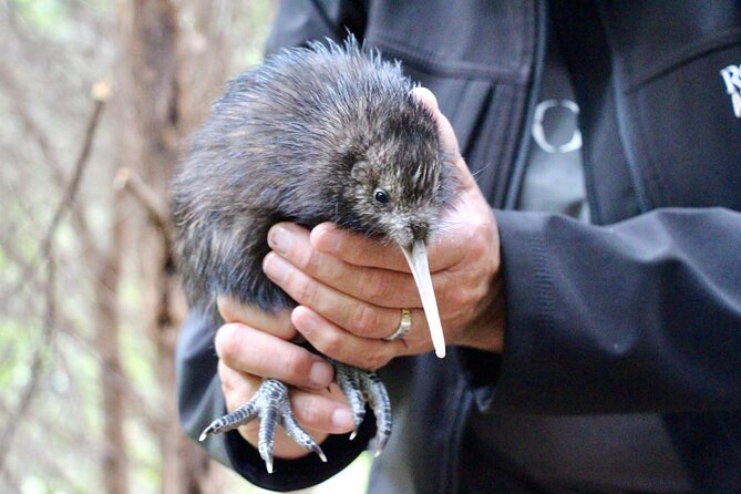 Rotoroa Island Ferry - from Auckland - Native birds in a predator-free sanctuary