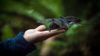 6 Ziplines, Swing-Bridges & Wildlife Encounters