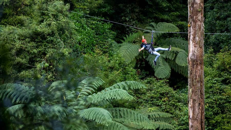 Rotorua: 6 Ziplines, Swing-Bridges & Wildlife Encounters - Swing bridges, platforms, and forest trails