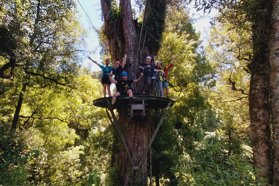 Rotorua: 6 Ziplines, Swing-Bridges & Wildlife Encounters - Native birds and conservation in action