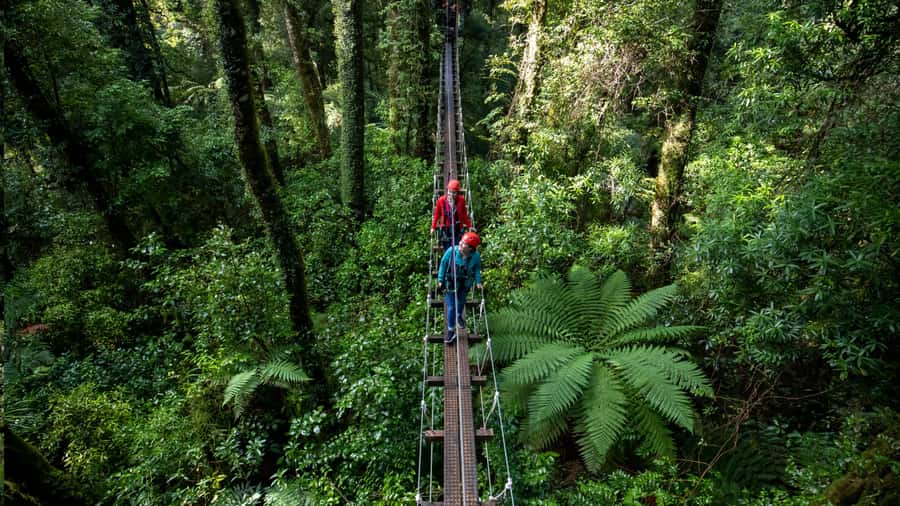 Rotorua: 6 Ziplines, Swing-Bridges & Wildlife Encounters - Who will enjoy this most