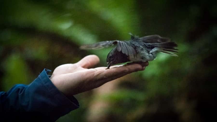 Rotorua: 6 Ziplines, Swing-Bridges & Wildlife Encounters - From Fairy Springs Road to the forest