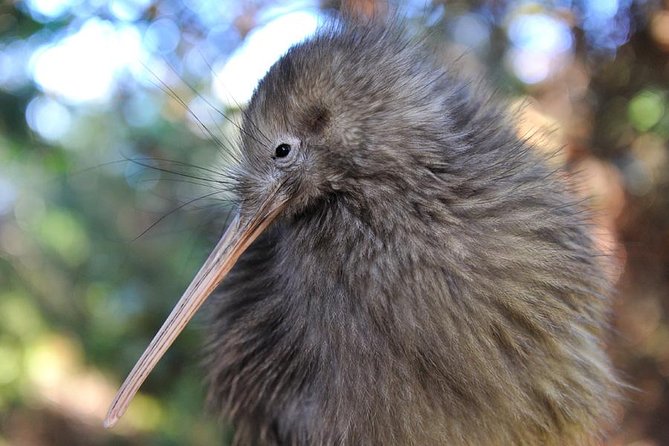Rotorua and Waitomo Caves Day Trip from Auckland -Smaller Groups - Te Puia: geysers, Māori arts, and a generous lunch