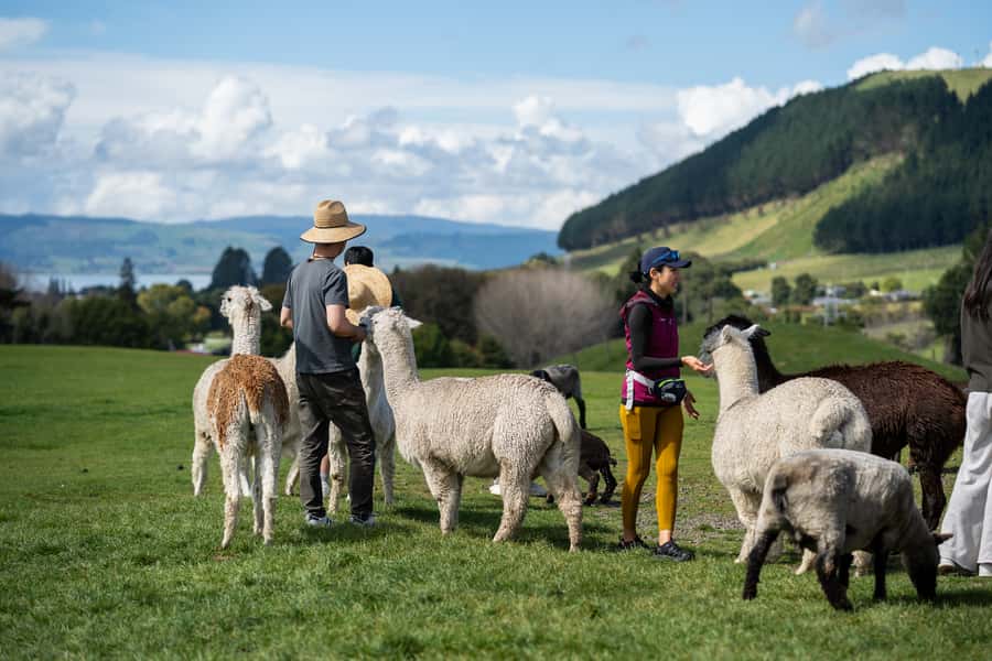 Rotorua: Authentic Kiwi Farm Experience at the Agrodome - Key points to know before you go