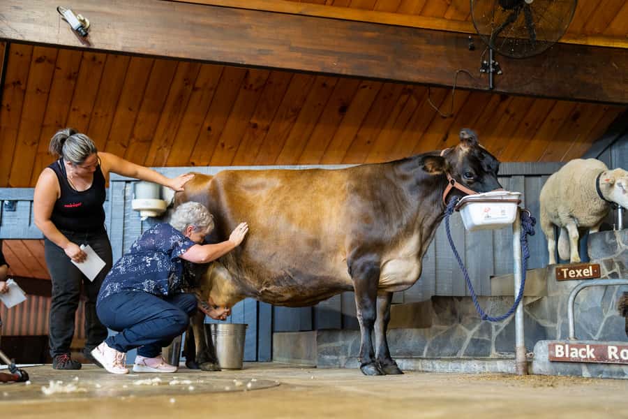 Rotorua: Authentic Kiwi Farm Experience at the Agrodome - Should you book this Rotorua farm experience?