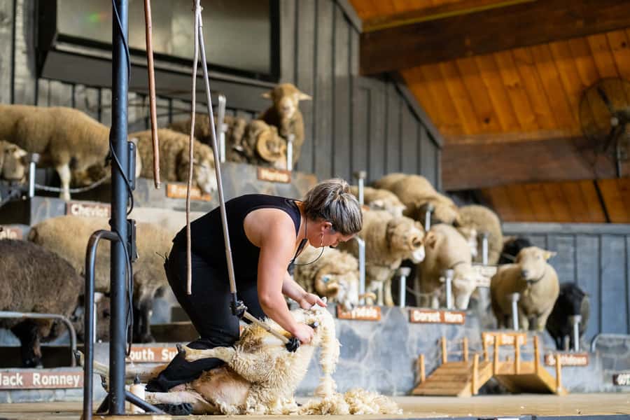 Rotorua: Authentic Kiwi Farm Experience at the Agrodome - The farm show: sheep, dogs, and a little audience mischief