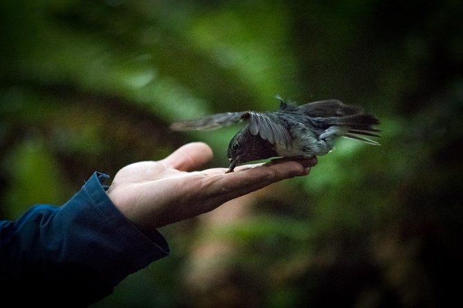 Rotorua Canopy Tours: 2.5Hour Native Forest Zipline Adventure - Guides who make the difference