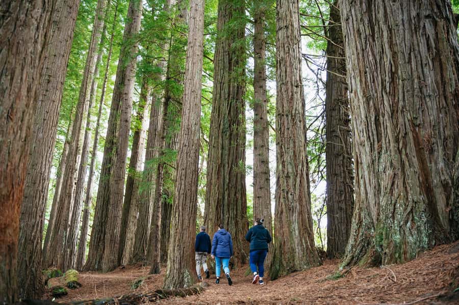 Rotorua: Explore The Lakes Half-Day Morning Tour - Why this four-hour Rotorua tour works so well