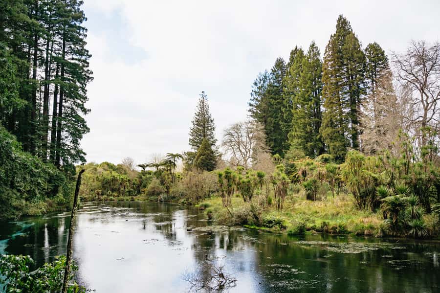 Rotorua: Explore The Lakes Half-Day Morning Tour - The guide makes the difference