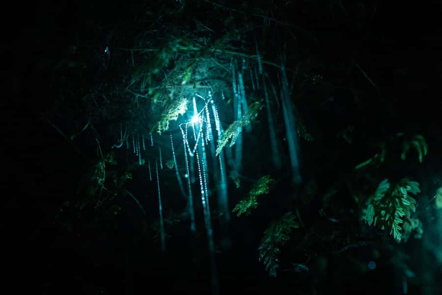 Rotorua: Glow Worm Kayak Tour - Practical tips for a smoother evening