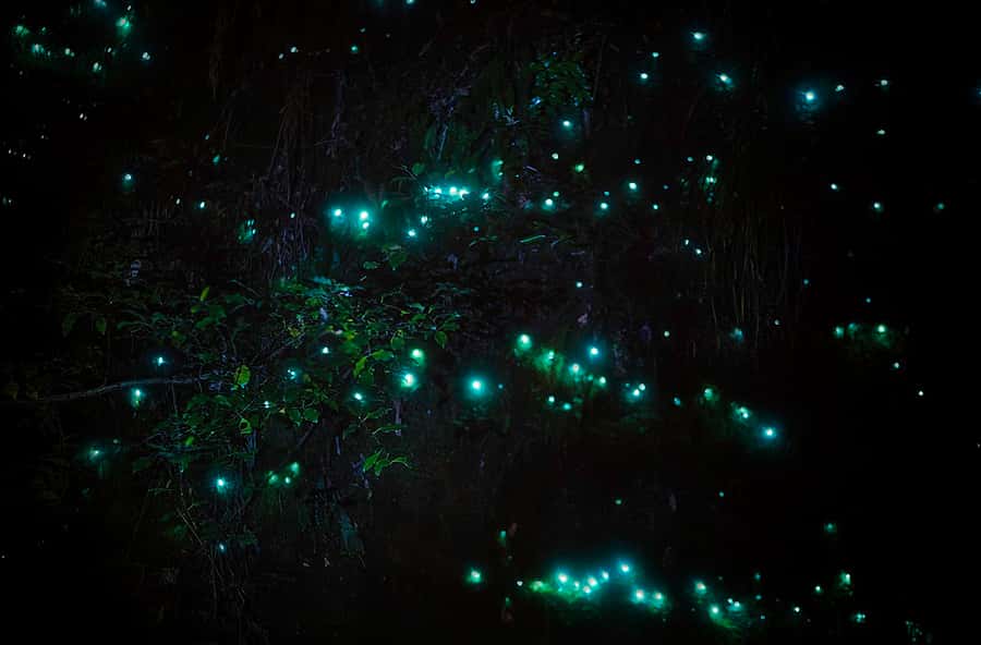 Rotorua: Nocturnal Glow-Worm Adventure Tour with a Guide - Key points at a glance