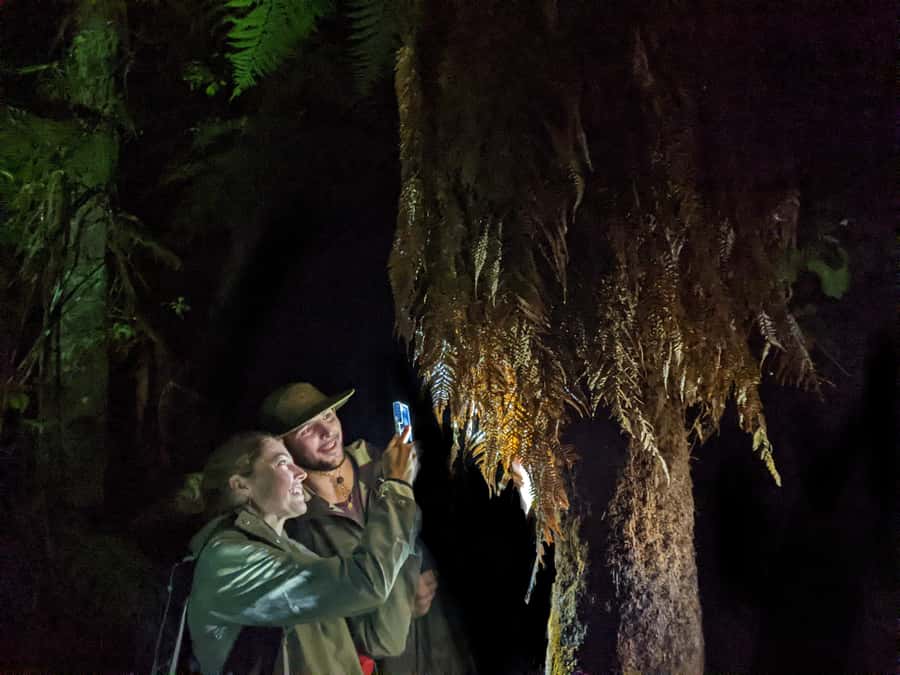 Rotorua: Nocturnal Glow-Worm Adventure Tour with a Guide - The first walk through the native forest