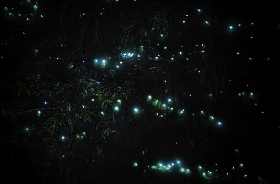 Rotorua: Nocturnal Glow-Worm Adventure Tour with a Guide - Wildlife beyond the glowing banks