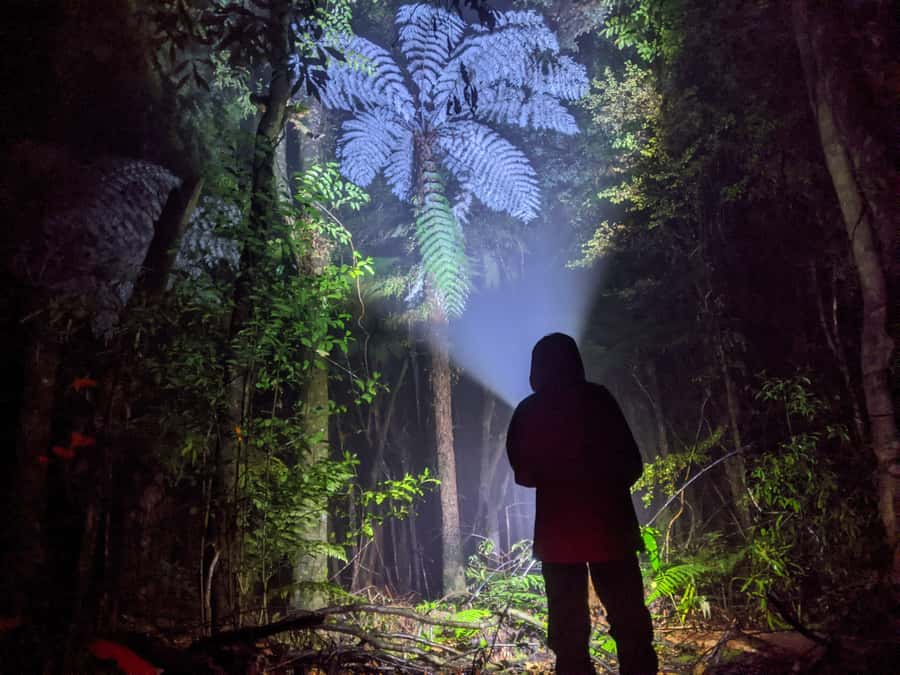Rotorua: Nocturnal Glow-Worm Adventure Tour with a Guide - Meeting the guide and leaving Rotorua