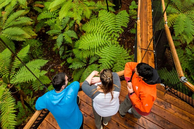 Rotorua: Redwoods Adventure 3-Hours - A ten-minute Glowworms visit beside the Treewalk