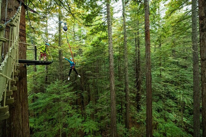 Rotorua: Redwoods Altitude High Ropes Adventure - Is $89.98 good value?